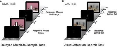 Effects of Physical Exercise on Working Memory and Attention-Related Neural Oscillations